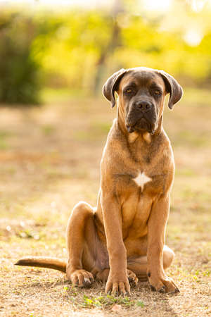 Portrait of a young and muscular Italian cane corso dog outsideの写真素材