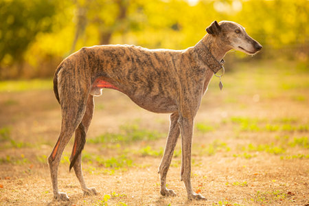 galgo espanol posing outsideの写真素材