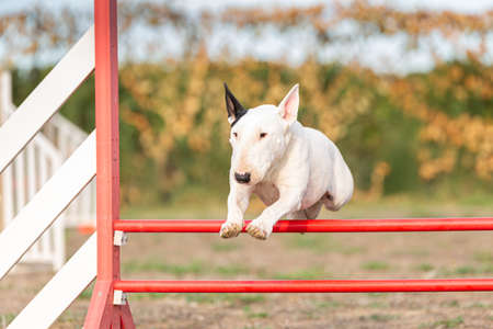 white bull terrier dog with a black ear jumping a fence during an outdoor agility exerciseの写真素材