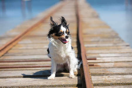 chihuahua on a fisherman's pontoon in the wildernessの写真素材