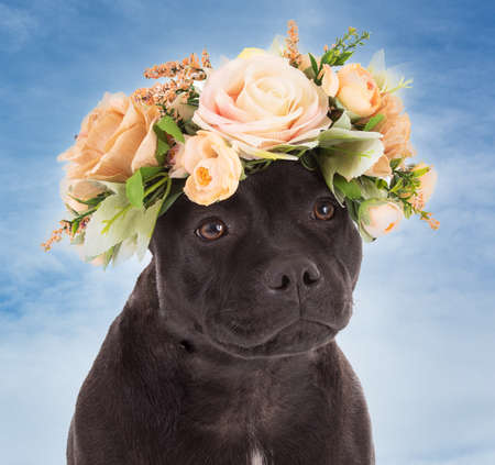 Portrait of a staffordshire bull terrierdog with a crown of flowers in the cloudy skyの写真素材