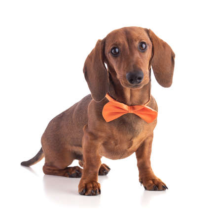 Dachshund, sausage dog, with an orange bow tie isolated on white backgroundの写真素材