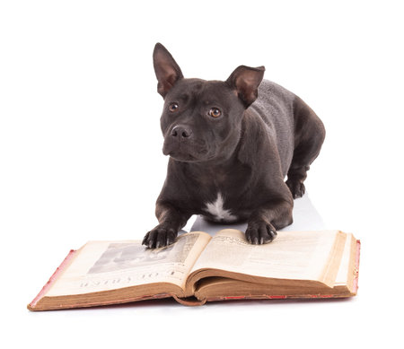 Portrait of a staffordshire terrier dog reading a book on a white backgroundの写真素材