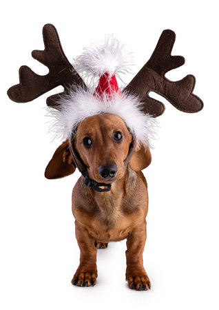 Dachshund, sausage dog, isolated with a reindeer hat for Christmas on white backgroundの写真素材