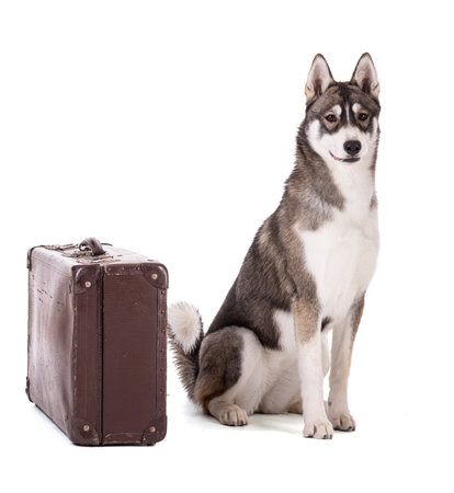 Portrait of a 6 month old Siberian Husky with a suitcase on a white backgroundの写真素材