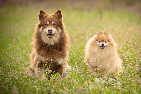 Lapponian herders and pomeranian dog seated free in natureの写真素材