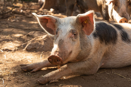 Free-range pigs in the forest