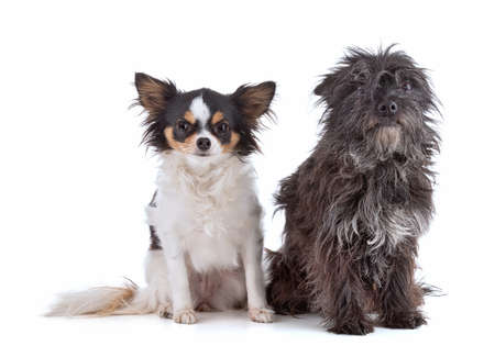 Portraits of a Cairn terrier dog and a chihuhua on a white backgroundの写真素材