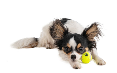 Long haired Chihuahua with yellow mini tennis ball on white backgroundの写真素材