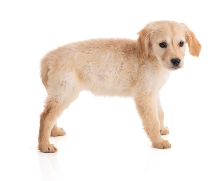 Cute Golden Retriever puppy on white background