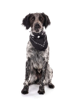 Young black and white Brittany spaniel on white backgroundの写真素材