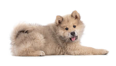 Adorable beige Eurasier puppy lying on white backgroundの写真素材