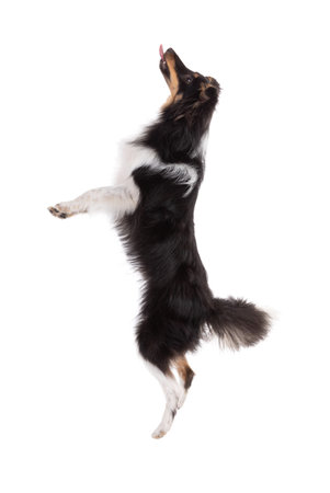 Shetland dog jumping on white backgroundの写真素材