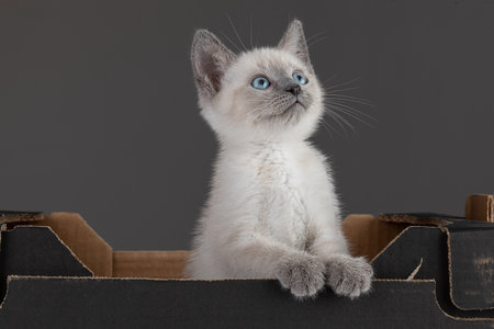 Cute 2 month old Sacred Burma kitten in a black cardboard box on gray backgroundの写真素材