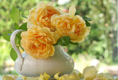 Trois roses jaunes sur fond natureの写真素材