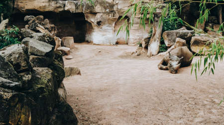 Wild animals, rhinoceros in the zooの写真素材