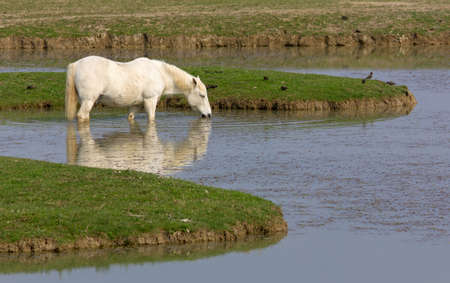 Camargue White Horse in its Natural Environmentの写真素材