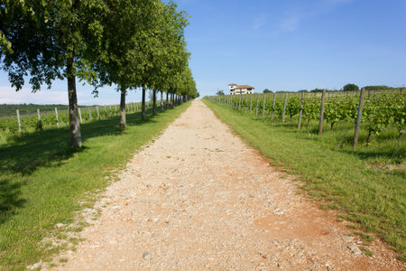 Tree-lined Country Lane beside a Vineyard and a Farm Building 