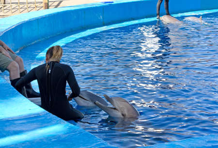 Dolphins interacting with their trainers in a dolphinariumの写真素材
