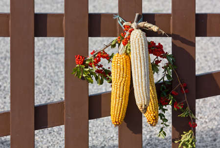 Corn ear decoration on a picket fenceの写真素材