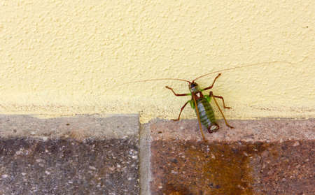 Green and brown insect climbing a yellow exterior wallの写真素材