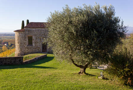 Historic country building with an olive tree in the foregroundの写真素材