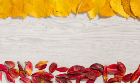 Red and yellow autumn leaves placed in two stripes on a white wooden background