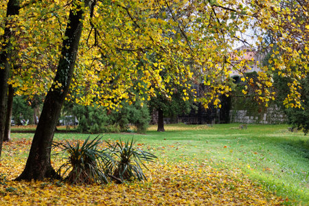 City park in autumn with a beautiful tree in the foreground