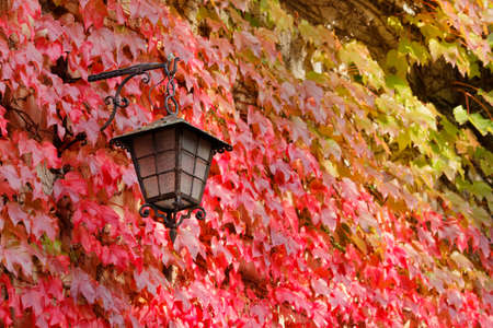 Rusty classic outdoor lamp on an exterior wall covered in leaves in the colors of autumnの写真素材