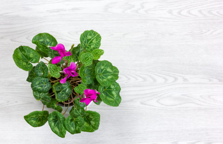 Top-down view of a pot of purple cyclamen on a white wooden backgroundの写真素材