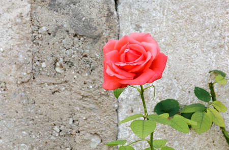 Pink rose against an old exterior stone wallの写真素材