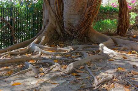 Entwined structure of the roots of a ficus tree in the Bonaria park in Cagliari, Italyの写真素材