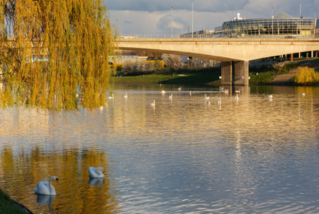 MARIBOR, Slovenia - April 10, 2022: Swans reunion on the golden waters of river Drava during sunsetのeditorial素材