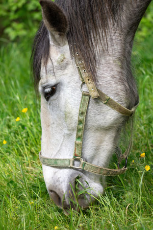 Extreme close-up of a lipizzaner horse grazing seen in profileの写真素材