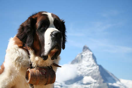 St. Bernard rescue dog in Zermatt, Switzerland, with Mount Matterhorn in the backgroundの写真素材