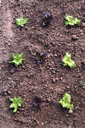 Top view of a green lettuce cultivation in a sustainable greenhouse in countrysideの写真素材