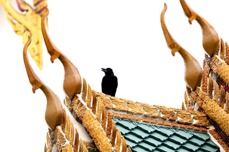 Crow sitting on the roof of Thai temple in thailand.の写真素材