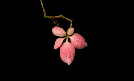 Pink orchid flower on black background.の写真素材
