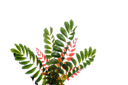 Green leaves isolated on white background with clipping path and copy space.の写真素材