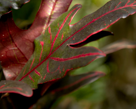 Close up of a red leaf of a croton plant in the gardenの写真素材