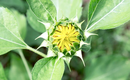 Close up of sunflower bud in the garden,Thailand.の写真素材