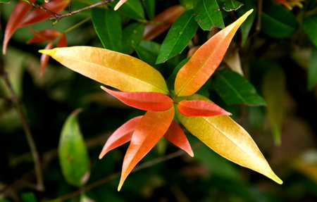 Red and yellow leaves on a tree in the rainforest of Costa Rica