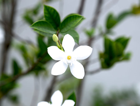 White flower, Gardenia speciosa