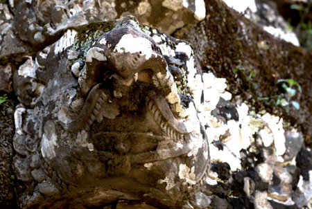 Close-up of the head of a crocodile in the forestの写真素材