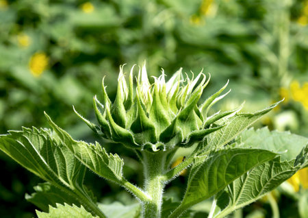 Close up of a sunflower in the field, selective focus.の写真素材