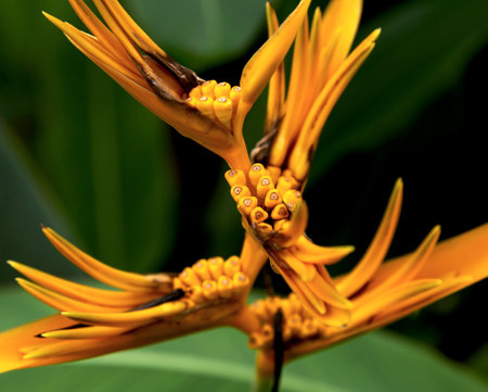 Bird of paradise flower, Strelitzia reginae.の写真素材