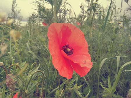 Red poppy on a cloudy dayの写真素材