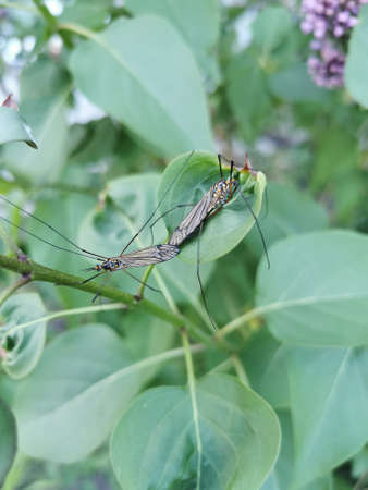 Two insects with long legs sit on a green leafの写真素材