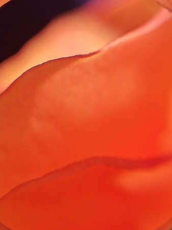 Rose petals macro photographyの写真素材