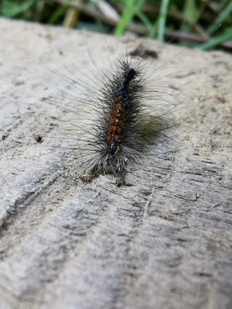 Hairy caterpillar on white bark